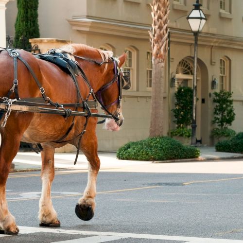 A horse-drawn carriage on a city street, with a beige building and palm trees in the background, near a crosswalk. 140 chars, ends with a period.